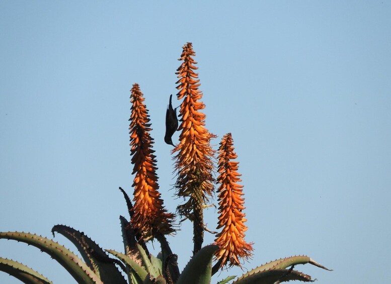 A cactus with tall, orange flowers and spines. 3