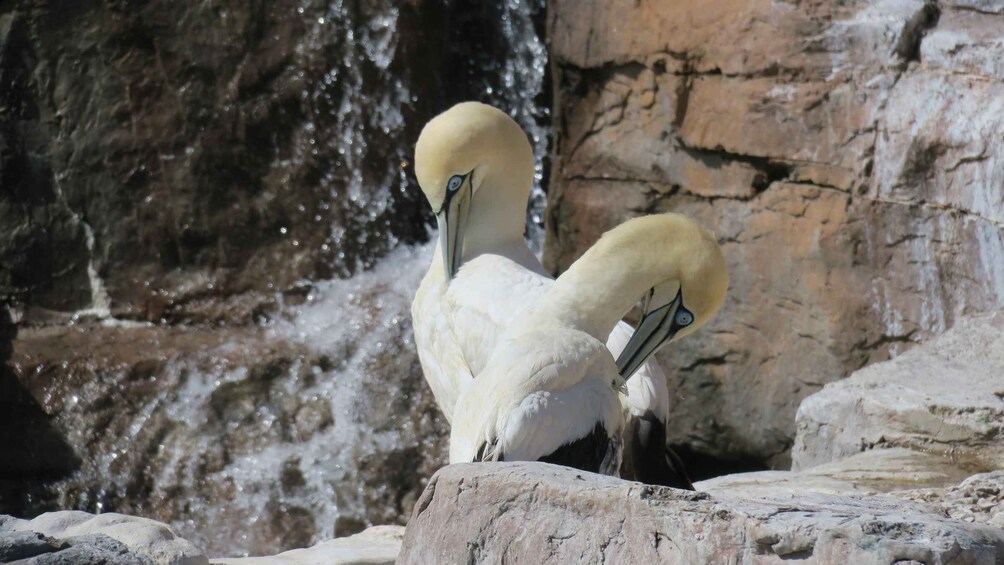 Two swans with white feathers and black beaks standing on rocks near a waterfall. 5