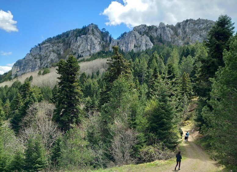 A forested mountain landscape with a dirt path and hikers. 3