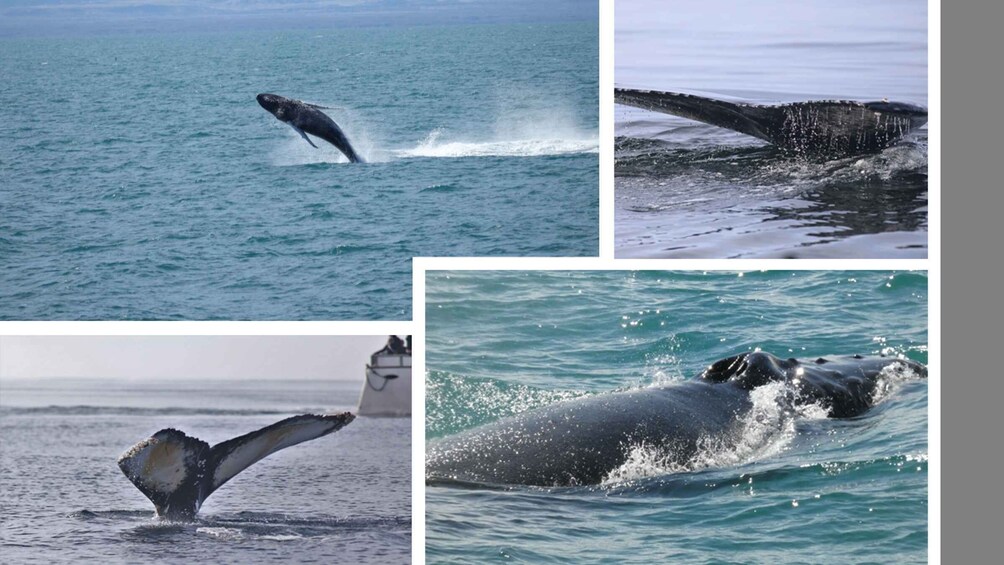 A whale breaching with its tail visible above the water. 4