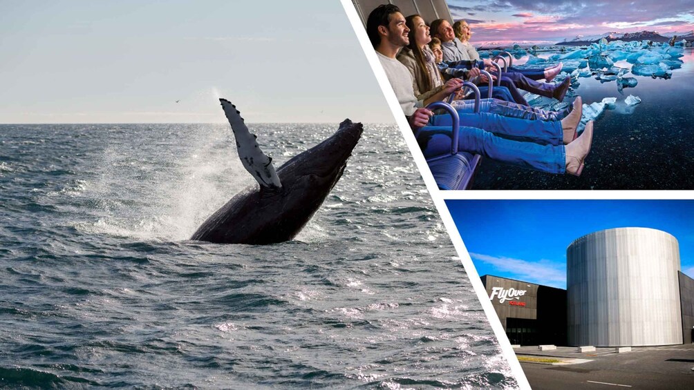 A whale breaching, a group of people on a boat, and a building with 'Flyover Iceland' signage. 1