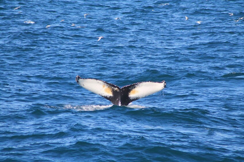 A whale's tail above the water with birds flying nearby. 3