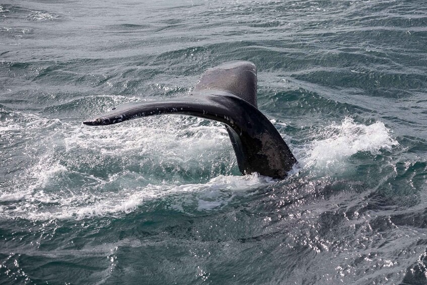 A whale's tail breaching the water. 2