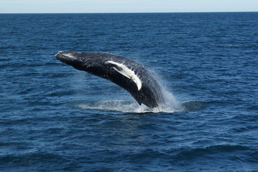 A whale breaching the ocean surface. 5