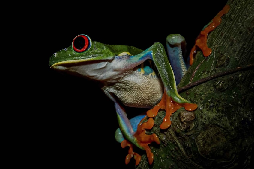 Picture 3 for Activity La Fortuna: Guided Night Walk in the Rainforest 4