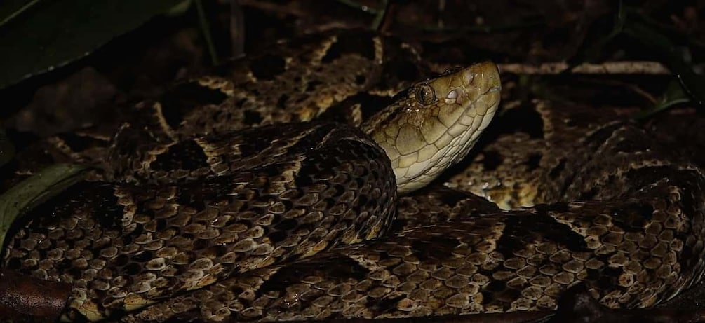 Picture 2 for Activity La Fortuna: Guided Night Walk in the Rainforest 5