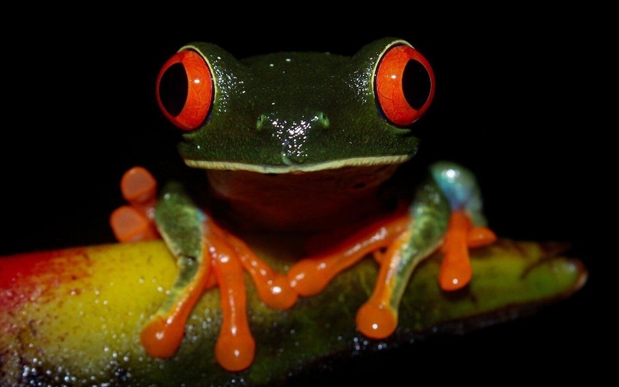 La Fortuna: Guided Night Walk in the Rainforest 1