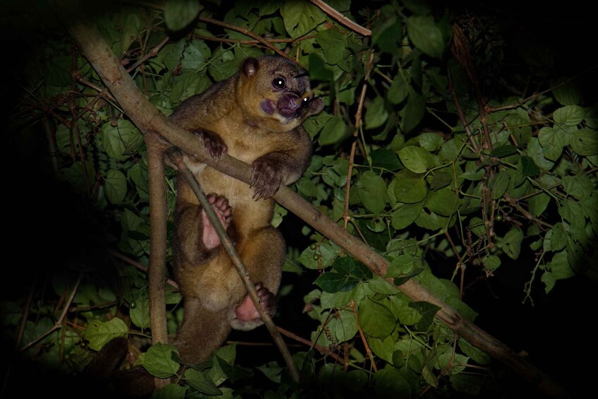 Picture 10 for Activity La Fortuna: Guided Night Walk in the Rainforest 2