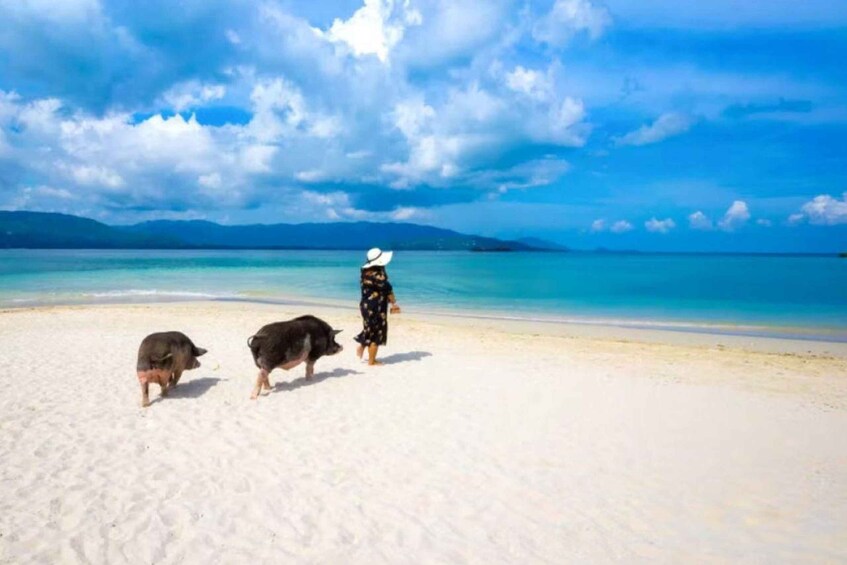 A beach with two pigs and a person in a hat walking on the sand. 4