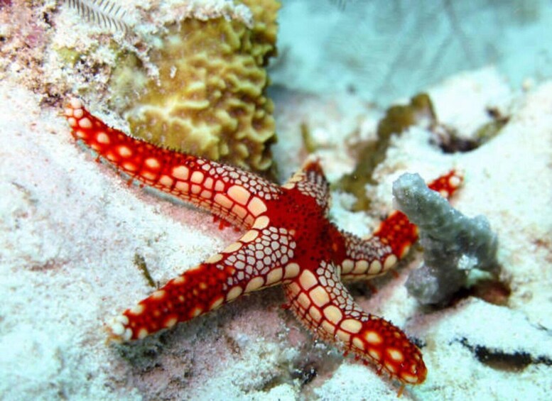 A red starfish with white spots on a coral reef. 3
