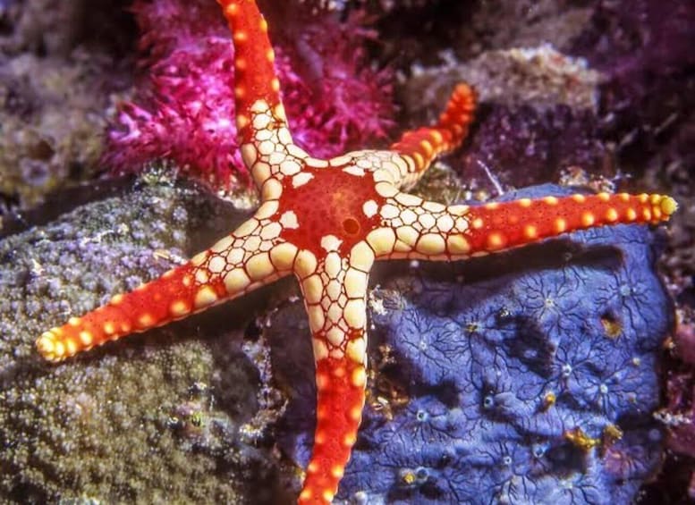 A starfish with a red and white pattern on a rocky underwater surface. 1