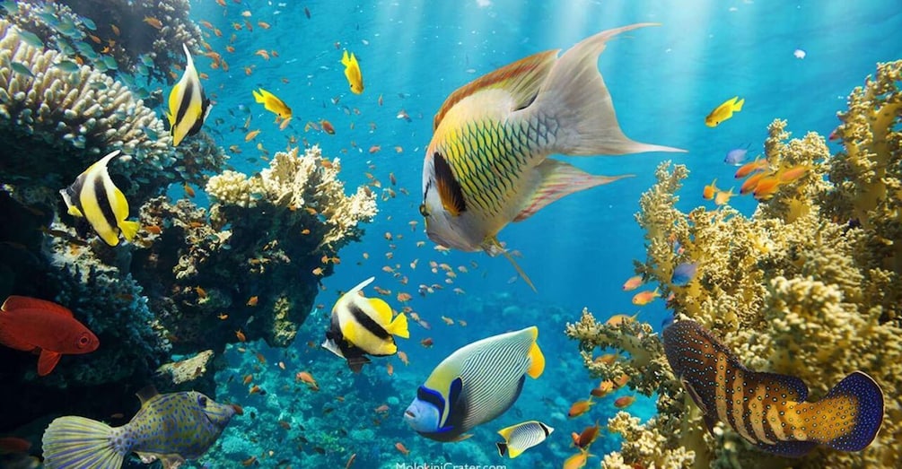 An underwater scene with various fish species swimming among coral reefs. 5