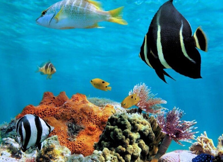 A vibrant coral reef with various fish species, including a striped fish and a yellow fish. 4