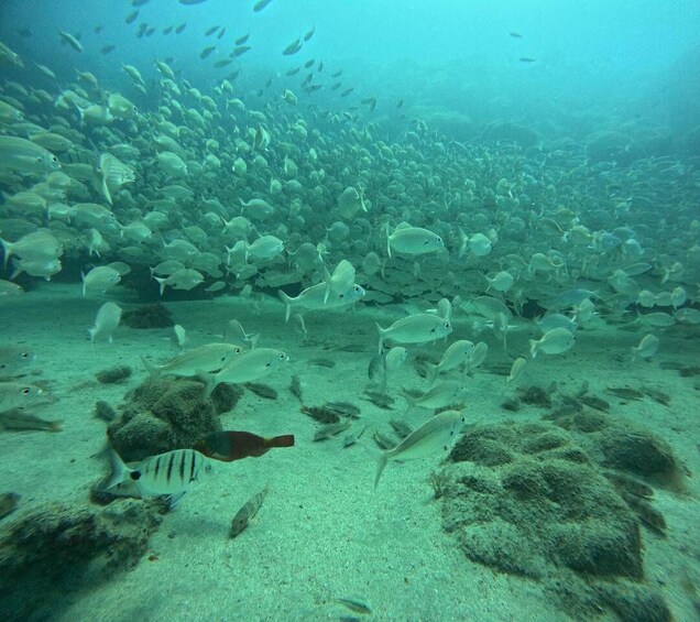 A large school of fish swimming over a sandy seabed with scattered rocks. 3