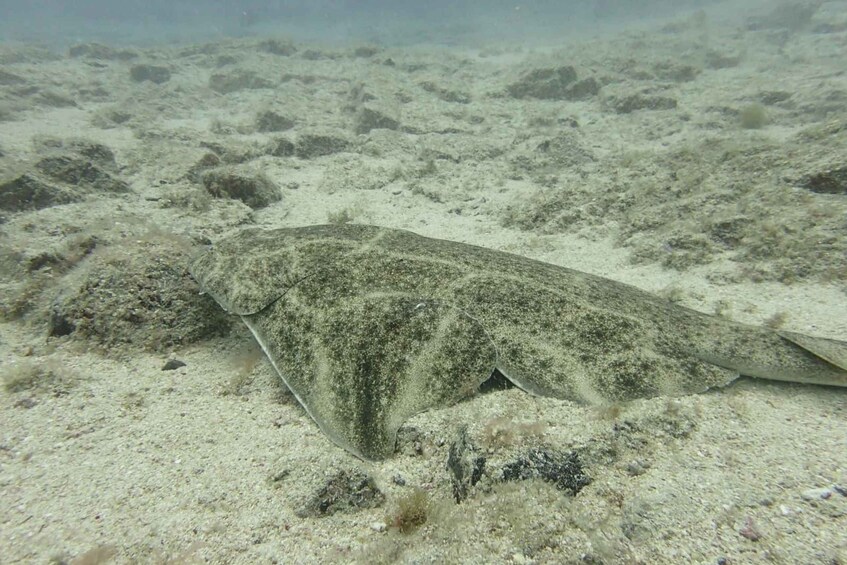 A large, flatfish camouflaged against a sandy seabed. 5