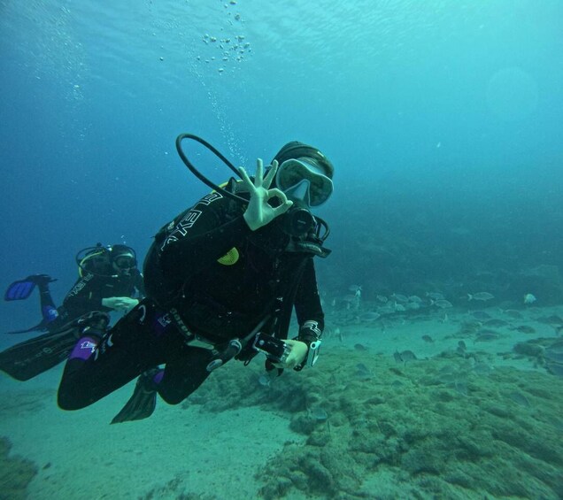 A diver underwater with a camera, surrounded by marine life and a sandy seabed. 4