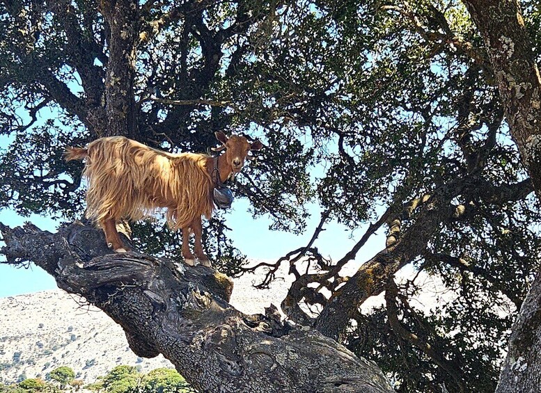 Picture 20 for Activity Lasithi Plateau: Jeep Safari With Local Tasting & Mythology 5