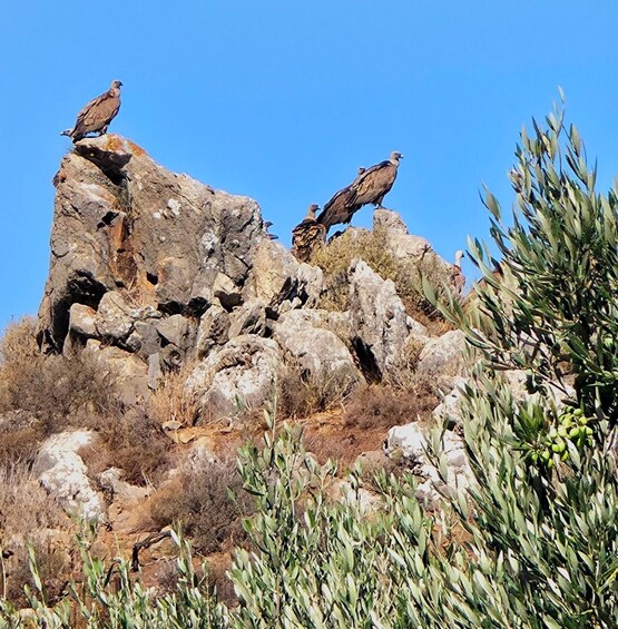 Two vultures perched on a rocky outcrop with sparse vegetation in the foreground. 2