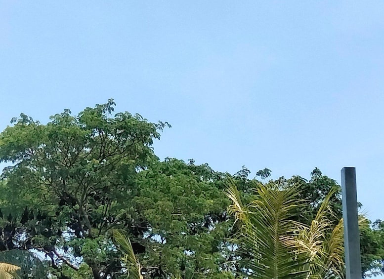 A clear sky with a large tree and a palm tree in the foreground. 4