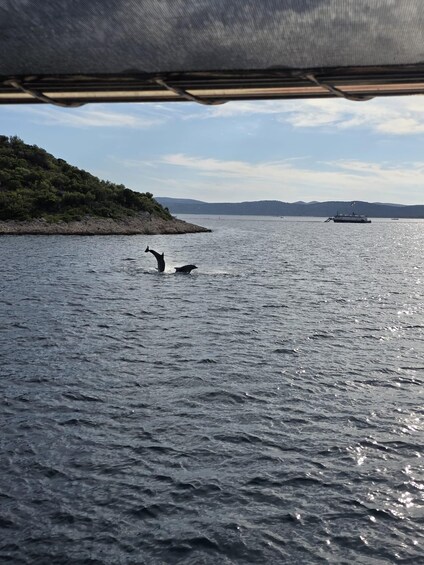 Picture 40 for Activity Kornati Boat Tour with Lunch, Drinks & Tickets 3