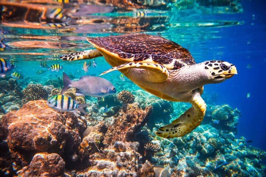 A sea turtle swimming near a coral reef with various fish. 5