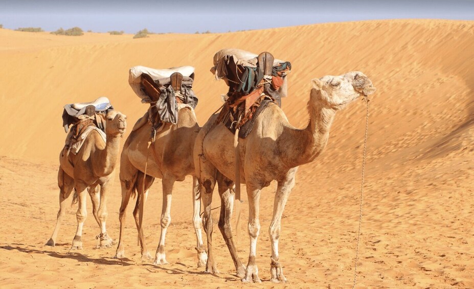 Picture 3 for Activity From Dakar: Lompoul Desert 2-Day Tour with Camel Ride 4