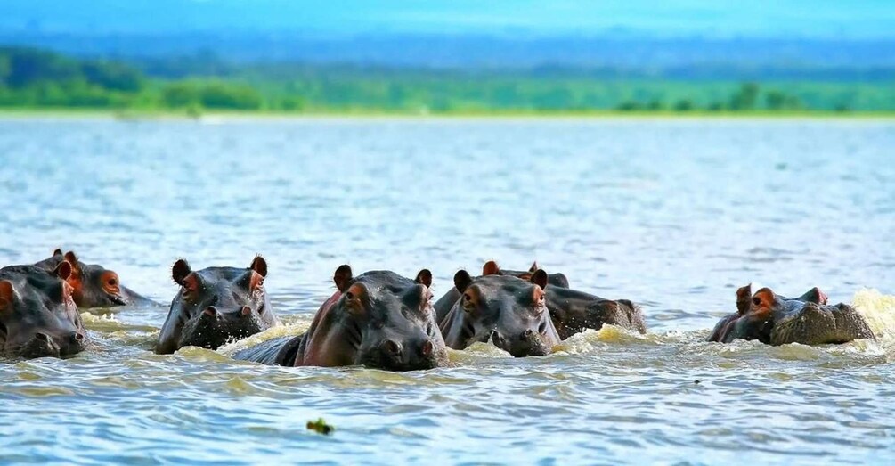 A group of hippos in a body of water. 1