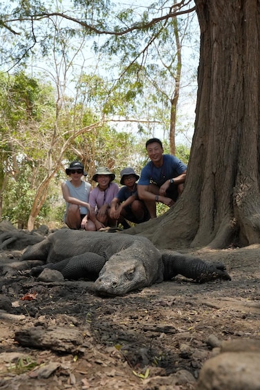 A large monitor lizard resting on the ground with people sitting nearby. 3