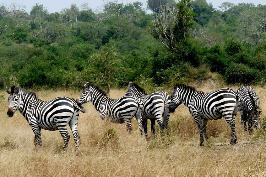 Picture 1 for Activity Uganda: 5-Day Lake Mburo, Queen Elizabeth & Kibale Safari 4