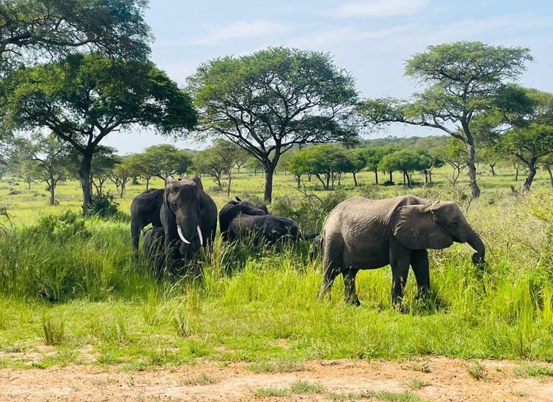 Picture 4 for Activity Uganda: 5-Day Lake Mburo, Queen Elizabeth & Kibale Safari 5