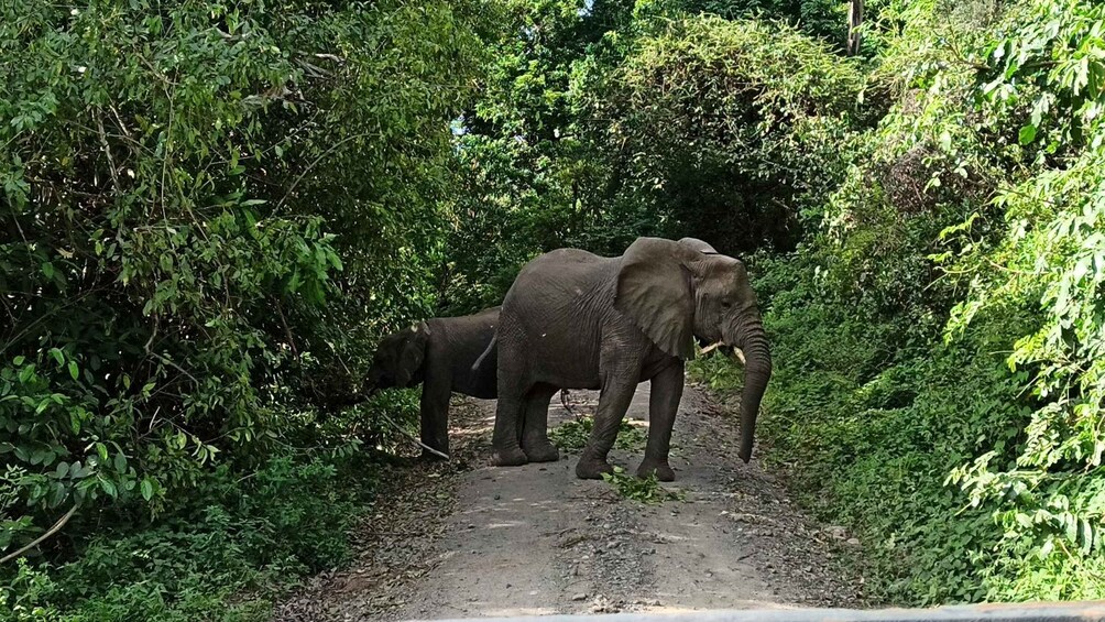 Picture 2 for Activity Uganda: 5-Day Lake Mburo, Queen Elizabeth & Kibale Safari 2