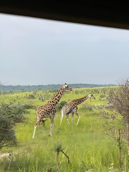 Picture 3 for Activity Uganda: 5-Day Lake Mburo, Queen Elizabeth & Kibale Safari 3