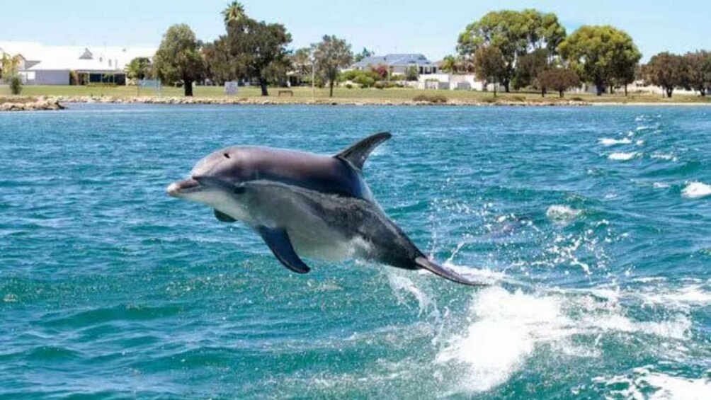 A dolphin leaping out of the water near a beach with houses and trees in the background. 4