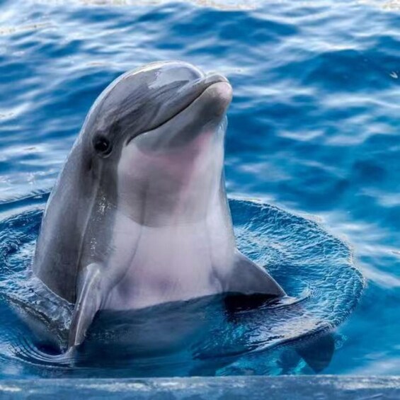 A dolphin swimming in the ocean. 1