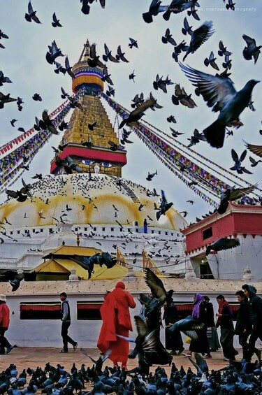 Un grand stupa autour duquel voltègent de nombreux pigeons. 3