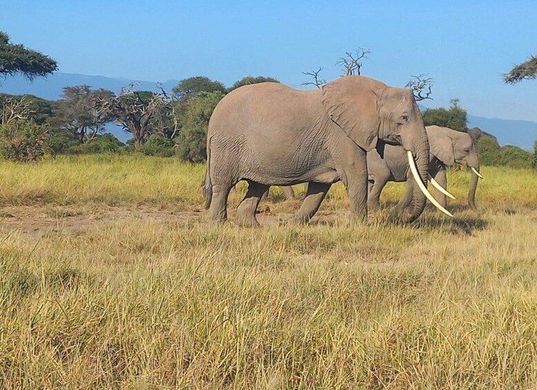 Picture 6 for Activity Day trip to Amboseli National park from Nairobi 1