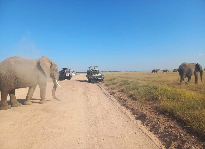 A dirt road with vehicles and elephants. 1