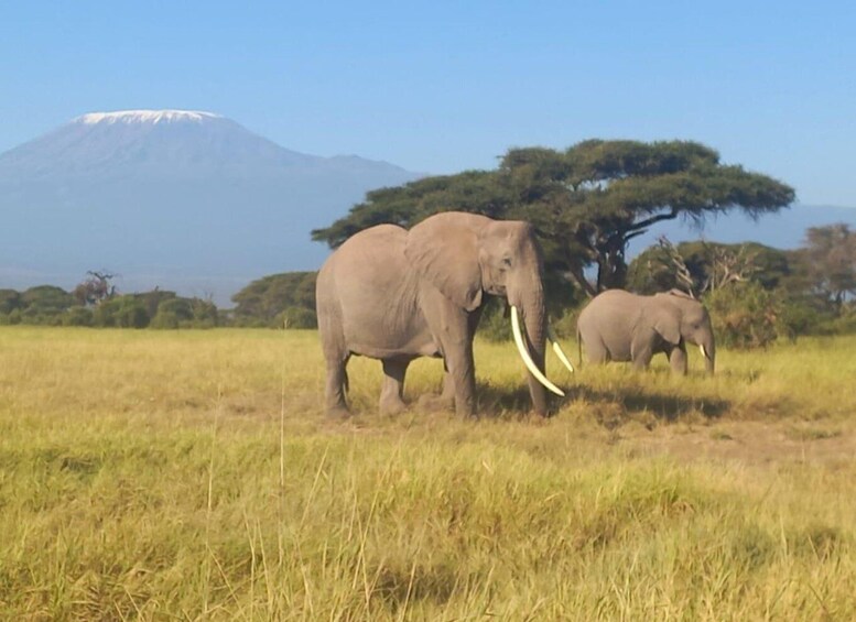 Picture 7 for Activity Day trip to Amboseli National park from Nairobi 4