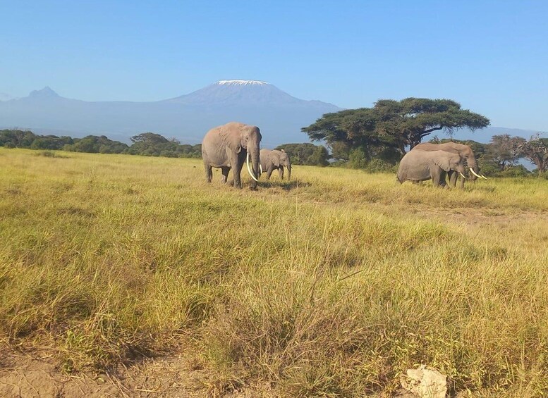 Picture 15 for Activity Day trip to Amboseli National park from Nairobi 3