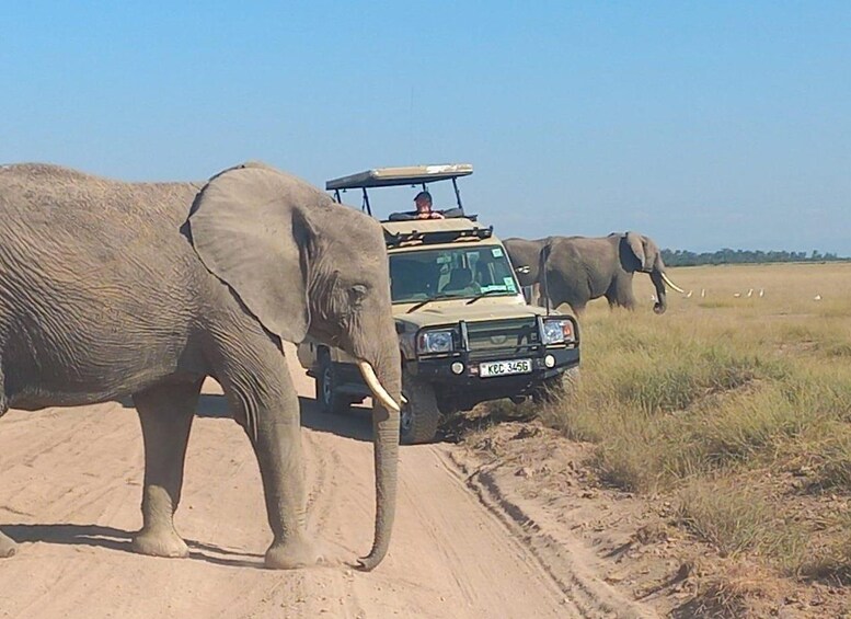 An off-road vehicle on a dirt path with elephants nearby. 1