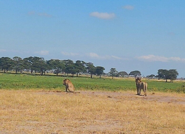 Picture 13 for Activity Day trip to Amboseli National park from Nairobi 2