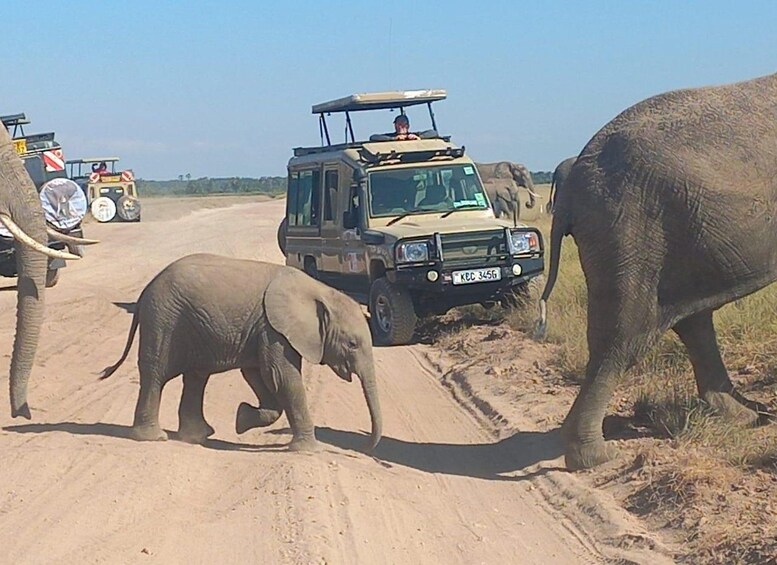 A safari vehicle on a dirt road with elephants. 2