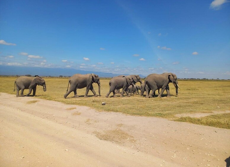 Picture 10 for Activity Day trip to Amboseli National park from Nairobi 5