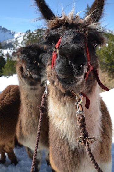 A llama with a red halter standing in a snowy landscape with mountains in the background. 3