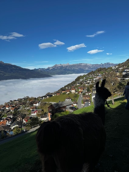 A llama on a hillside overlooking a valley with houses and mountains. 1