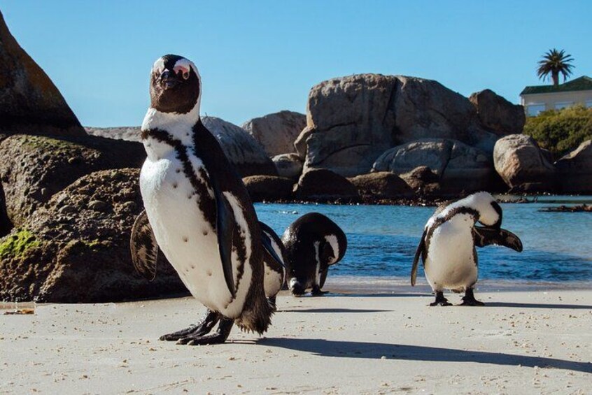 Cape Point Cape of Good Hope and Table Mountain Tour 3