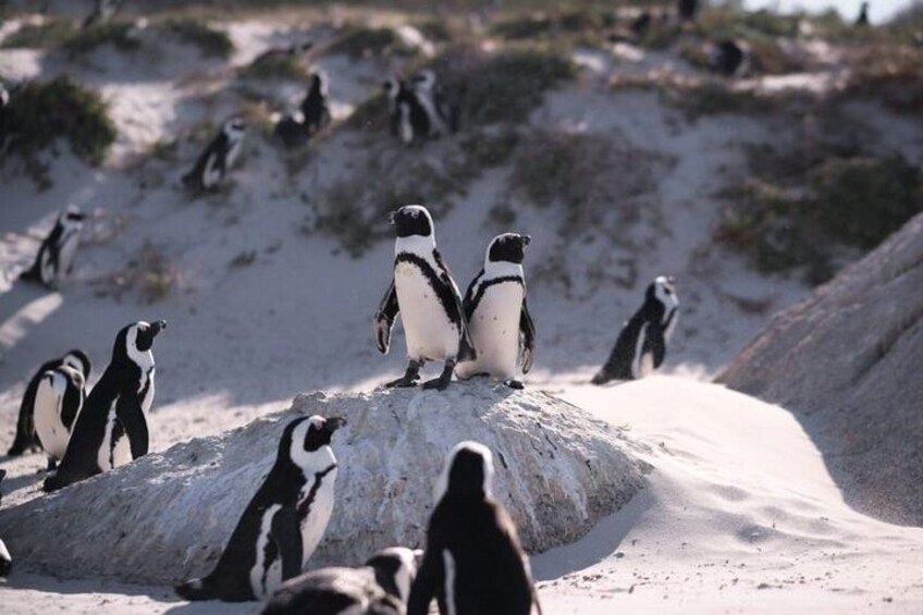 Cape Point Cape of Good Hope and Table Mountain Tour 4