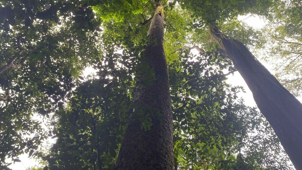 A tall tree with a thick trunk and dense foliage. 2