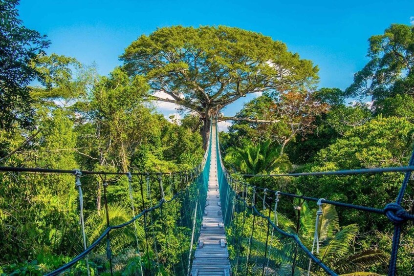 Picture 3 for Activity From Puerto Maldonado || Jungle Hiking + Sandoval Lake || 2