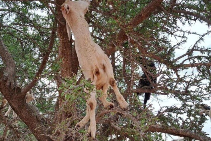 Agadir 3 in 1 Paradise Valley and Souk Visit Goats on Trees 5